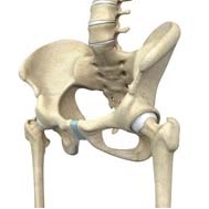 Pre-op and Post-Op Hip Guidelines