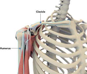 Normal Shoulder Anatomy