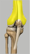 Femur Runner's Knee